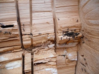 carpenter ants