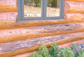cracks in logs