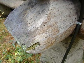 insect problems