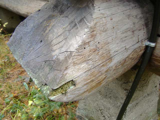 carpenter ants in rotting crown/end log