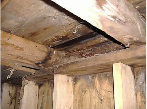 Log rot