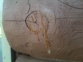 sap seeping from log