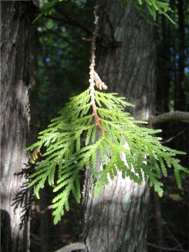 white cedar
